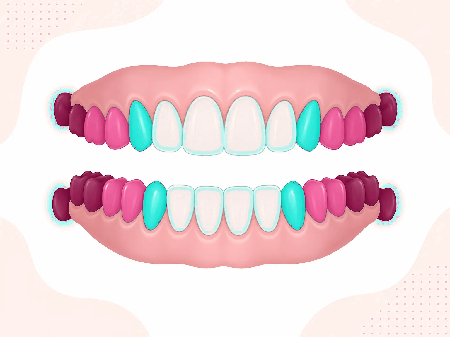 schéma des dents de l'adulte avec leurs noms par famille